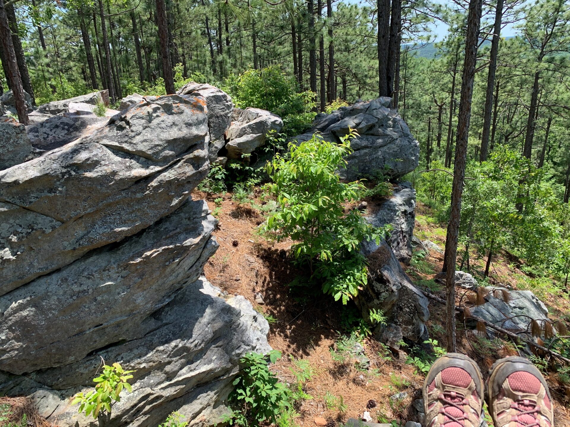 rock bluffs overlooking pine trees