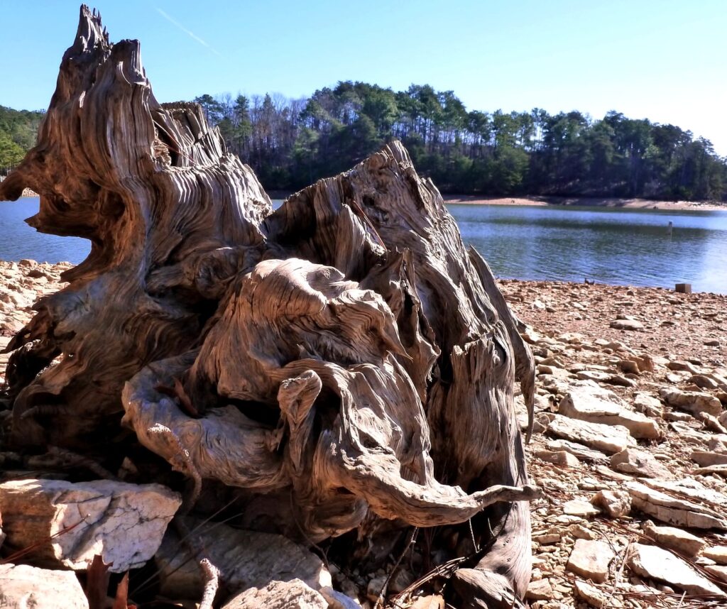 driftwood