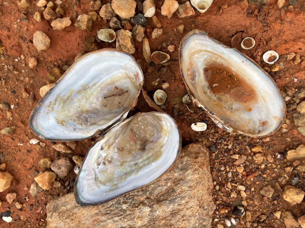 mussel shells