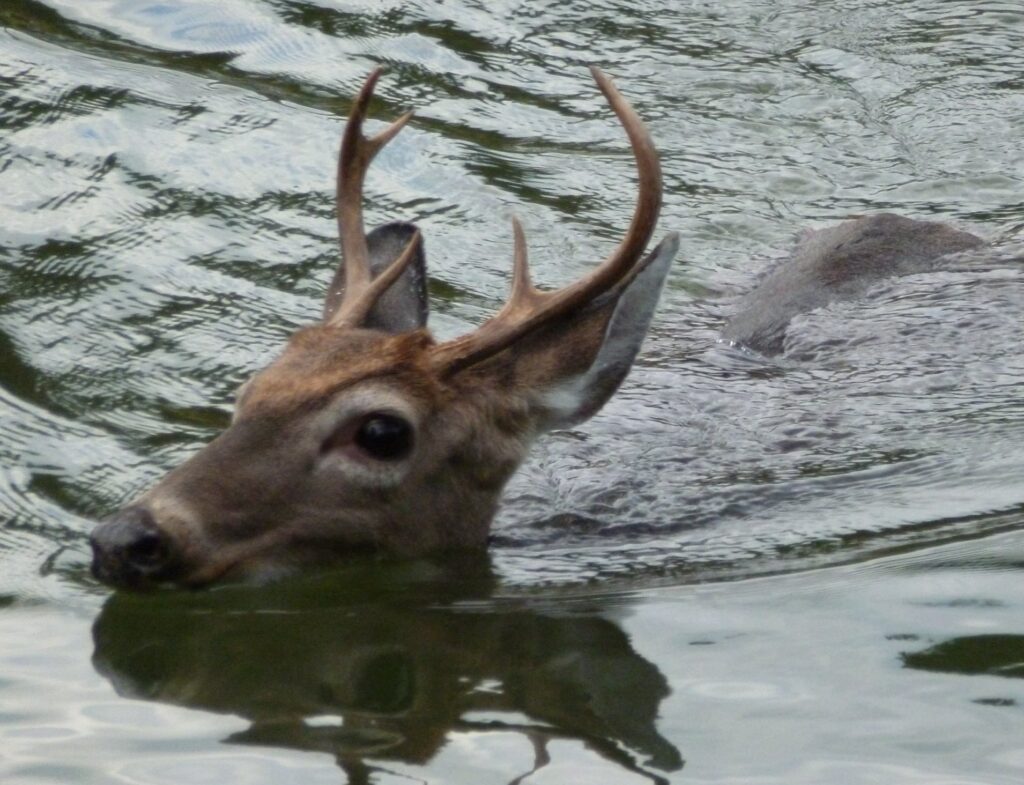 deer swimming in the water