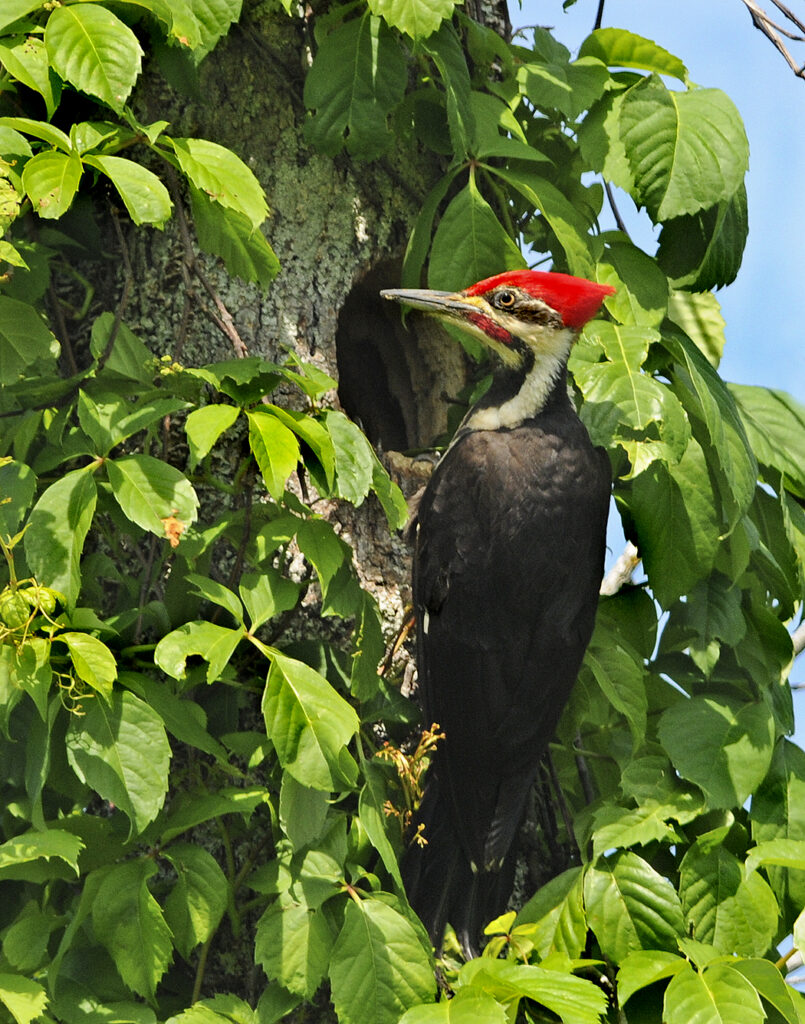 woodpecker