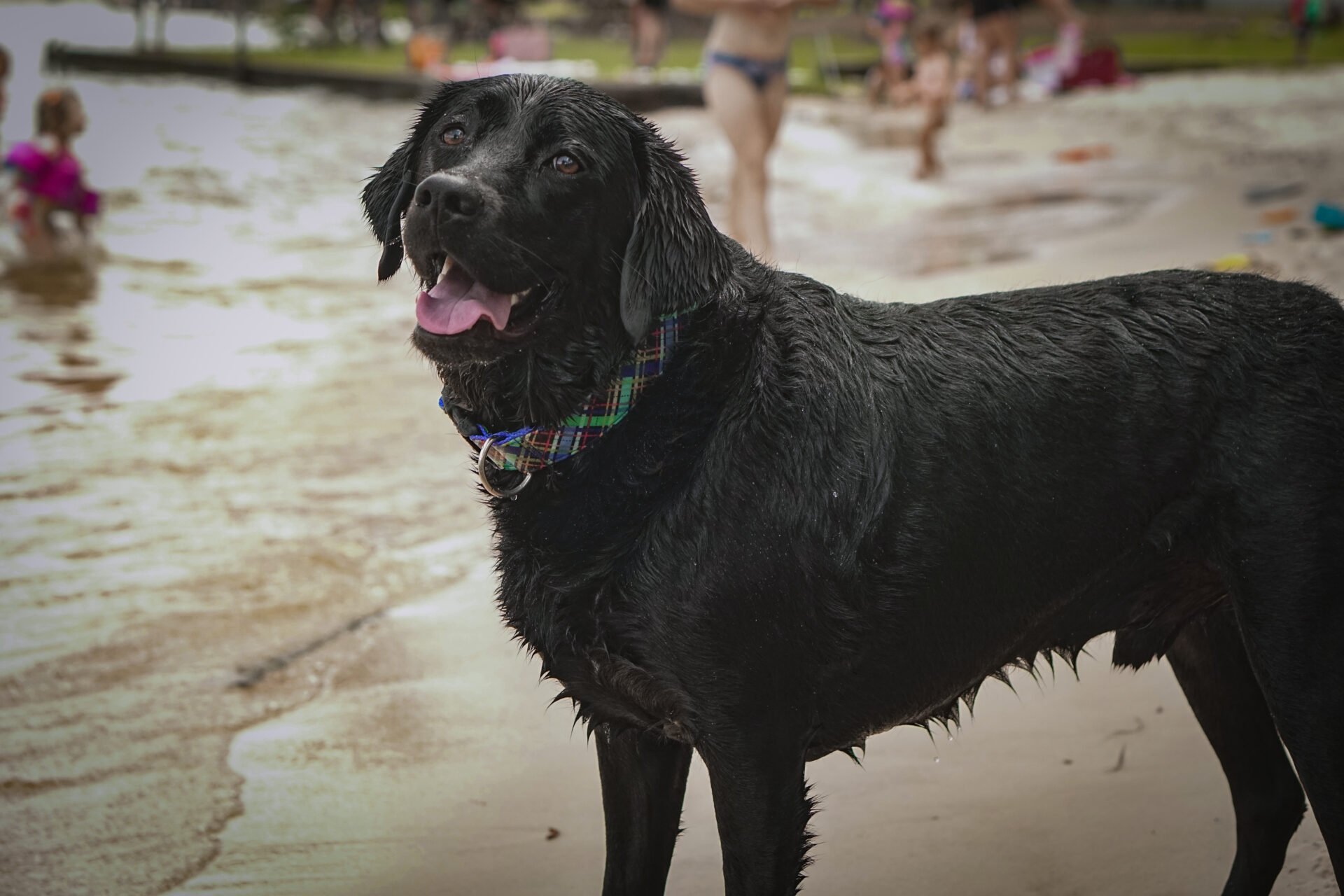 dog on beach at the landing at parker creek 