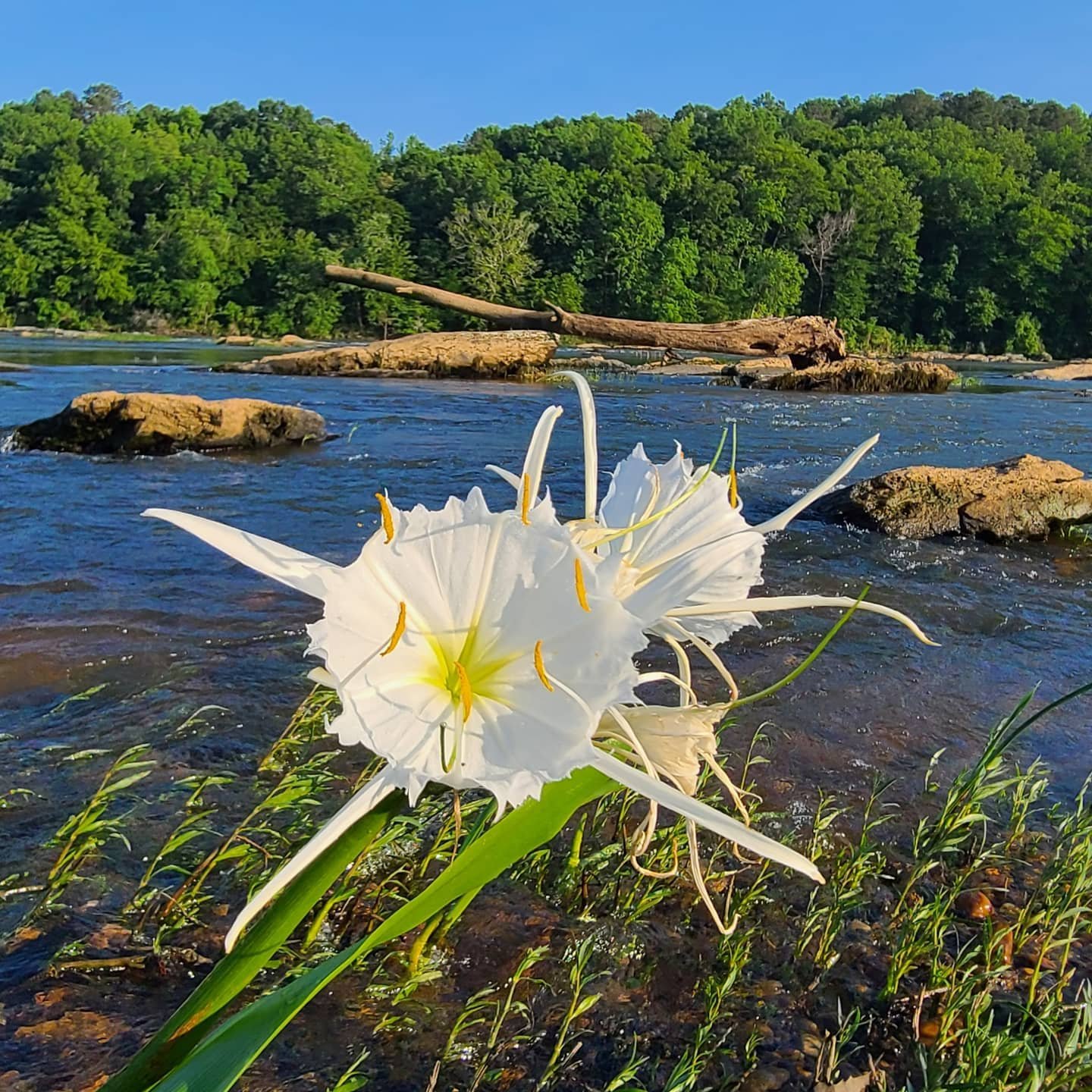 cahaba lilies