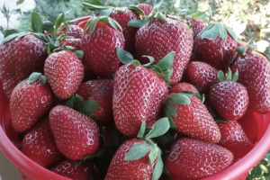 strawberries