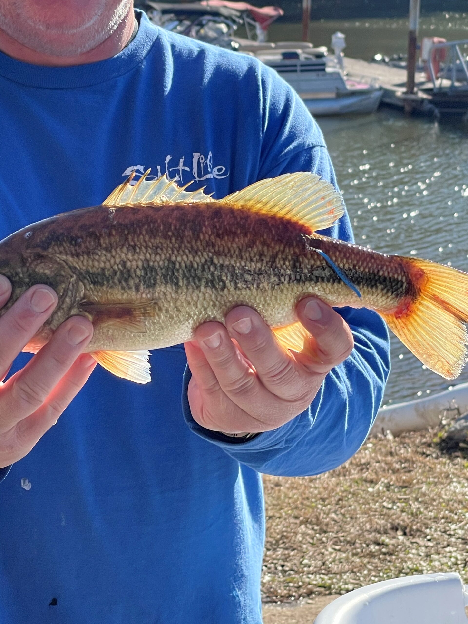 tagged fish