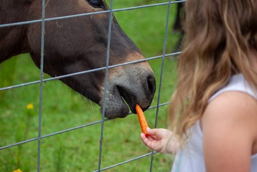 girl feeding horse at meadow's farms