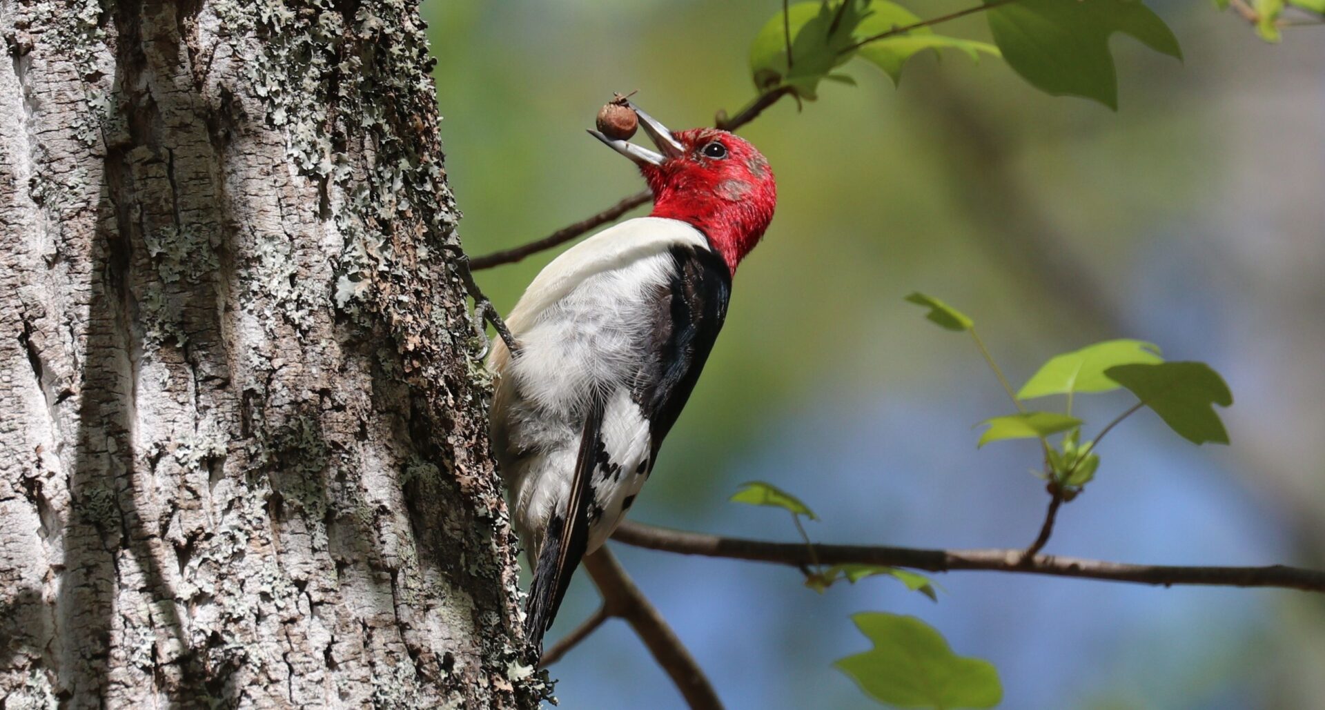 red headed woodpecker