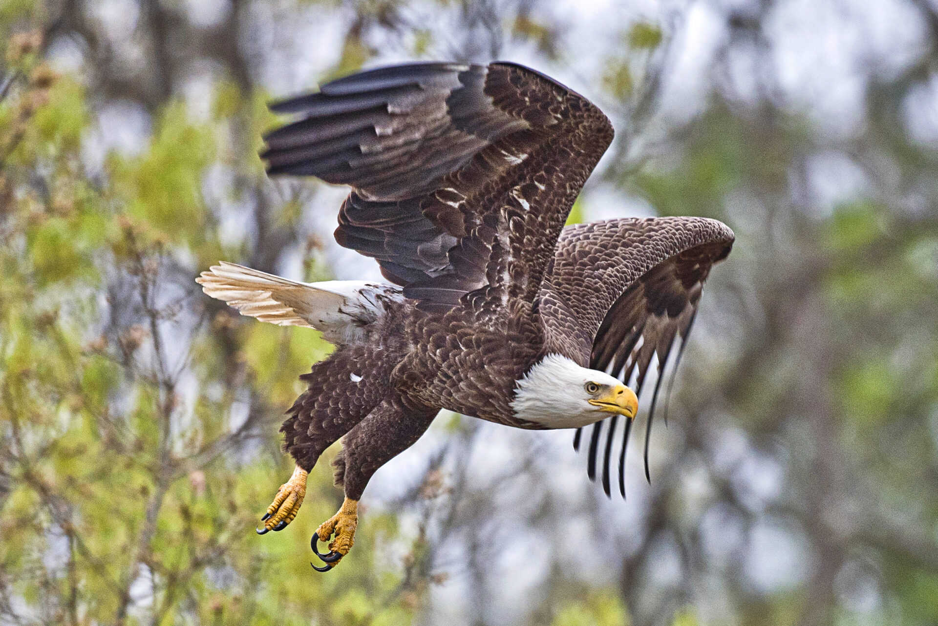 bald eagle in flight at lake martin