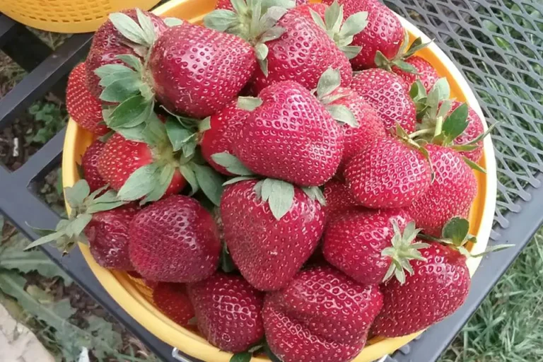 A bowl of ripe strawberries