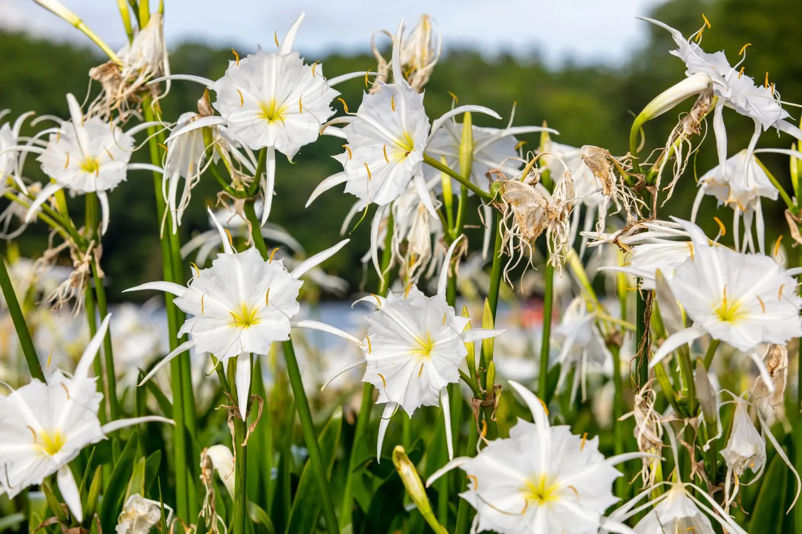 Flowers bloom along a riverbank