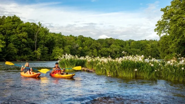 Two kayaks round a bend in a river