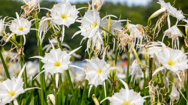 Flowers bloom along a riverbank